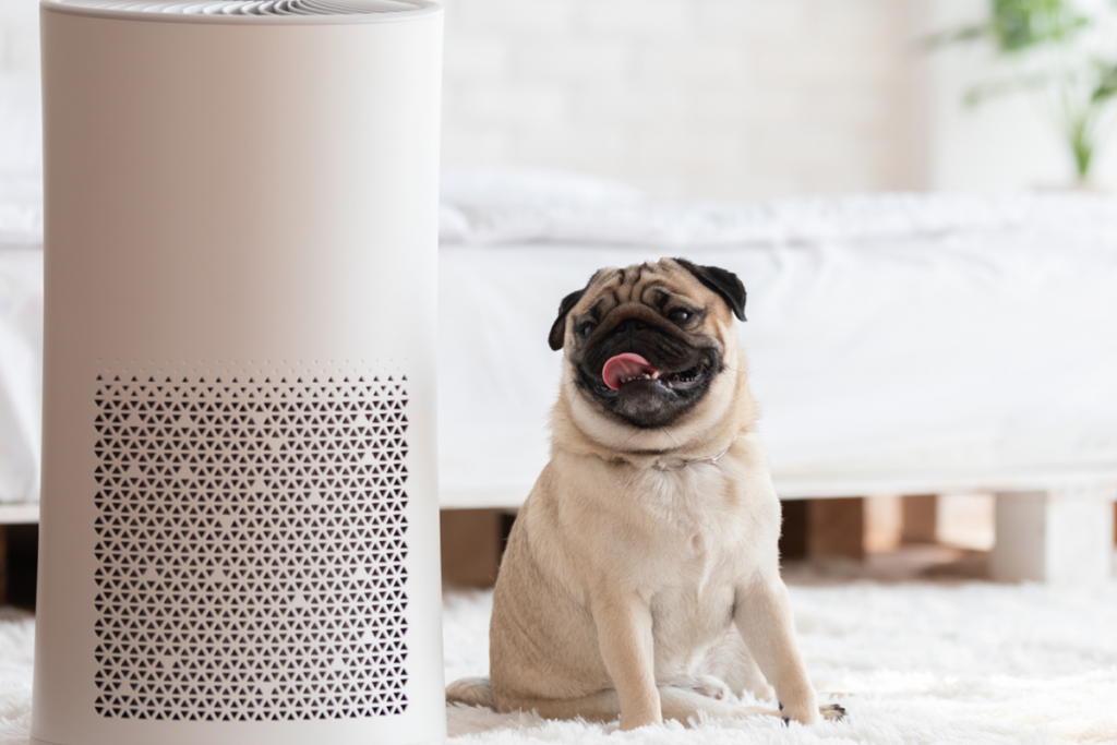 Air Purifier: Things To Know And Its Impact On Society