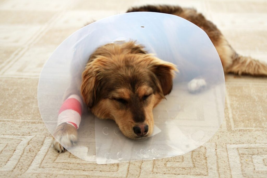 How to Care for Your Dog During Illness and Recovery