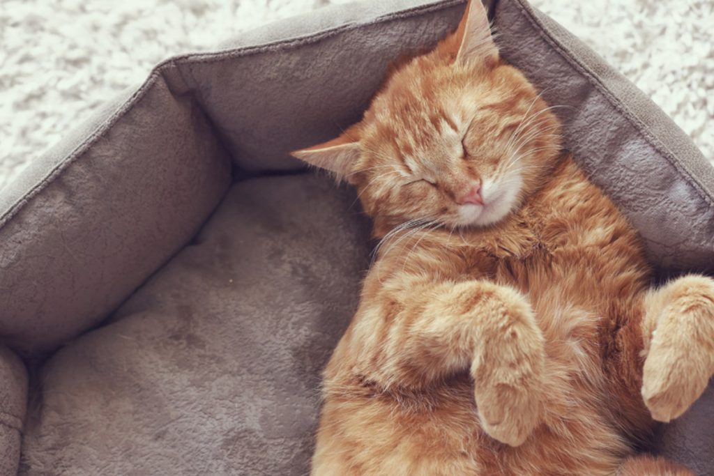 What Cat Sleeping Positions Reveal About Their Personality